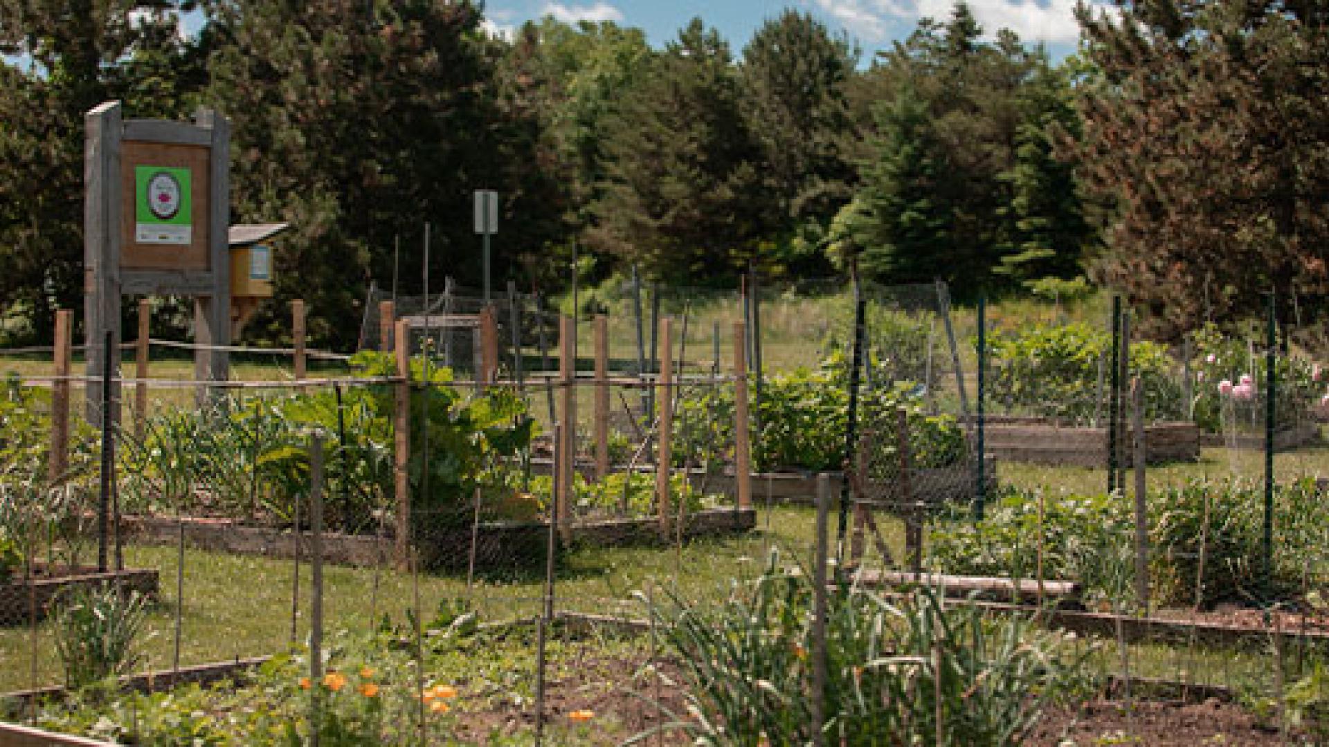Community garden at Golden Meadow Park
