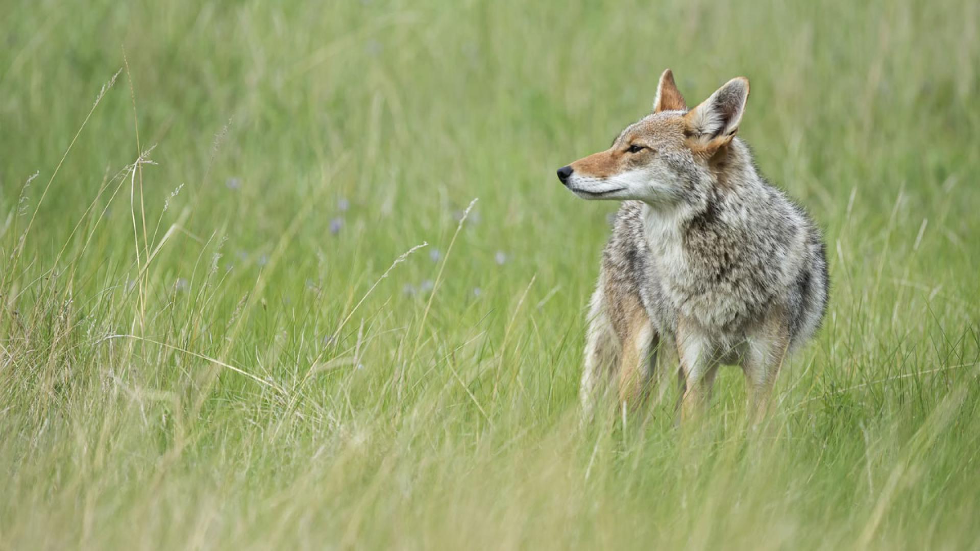 Coyote standing in grass