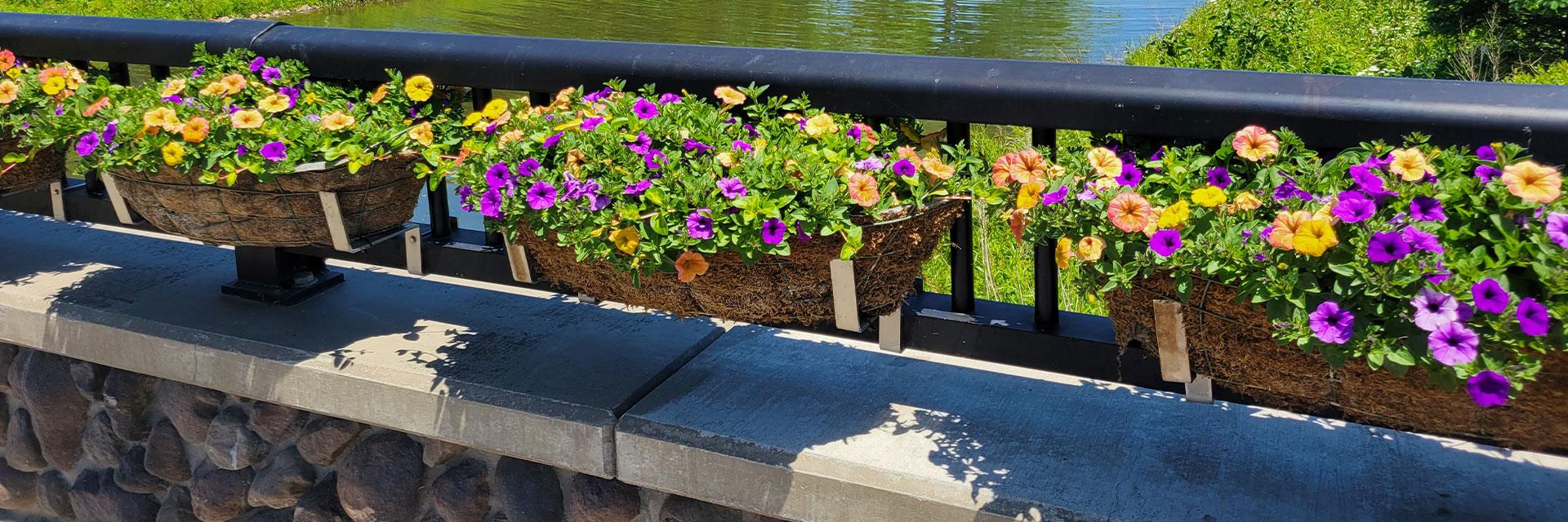 Flowers in planters along railing