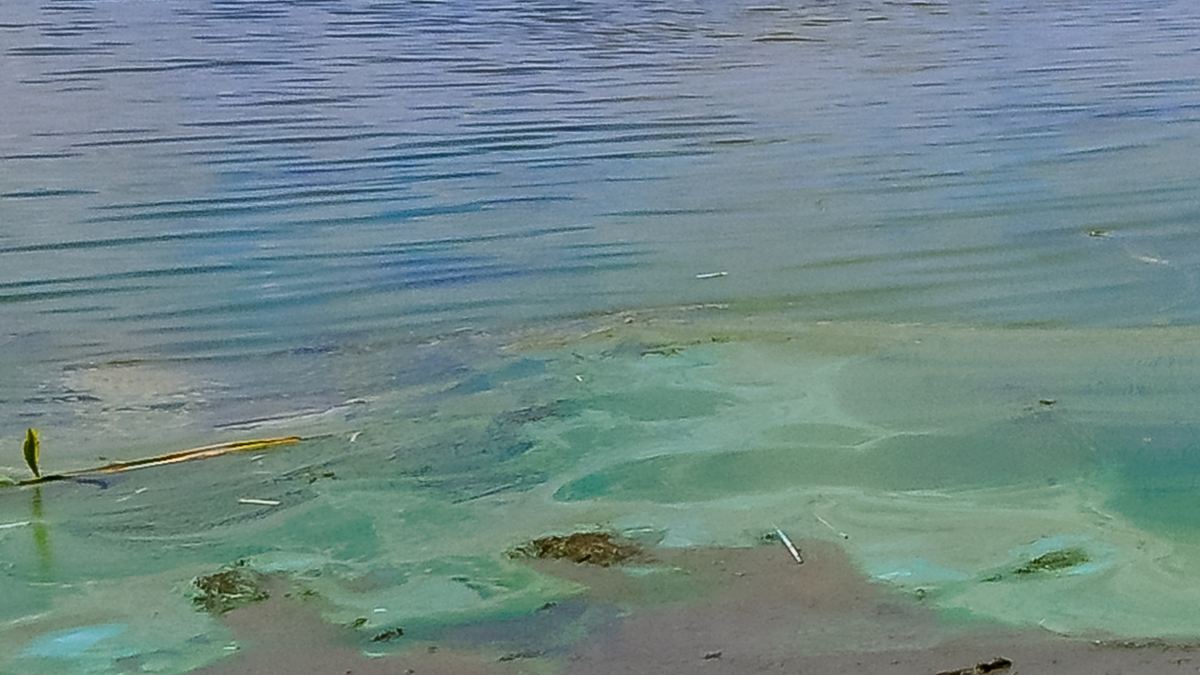 Blue-Green algae in water