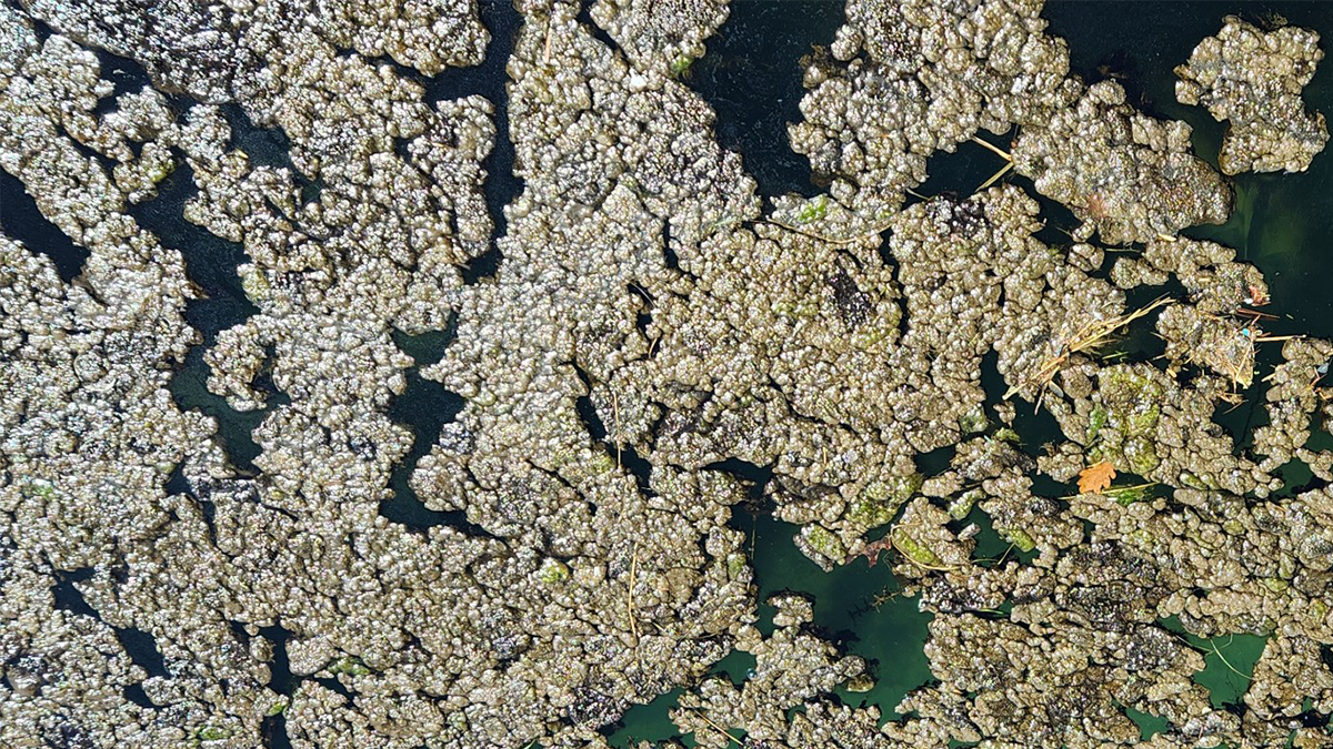 Green/brown algae floating in water