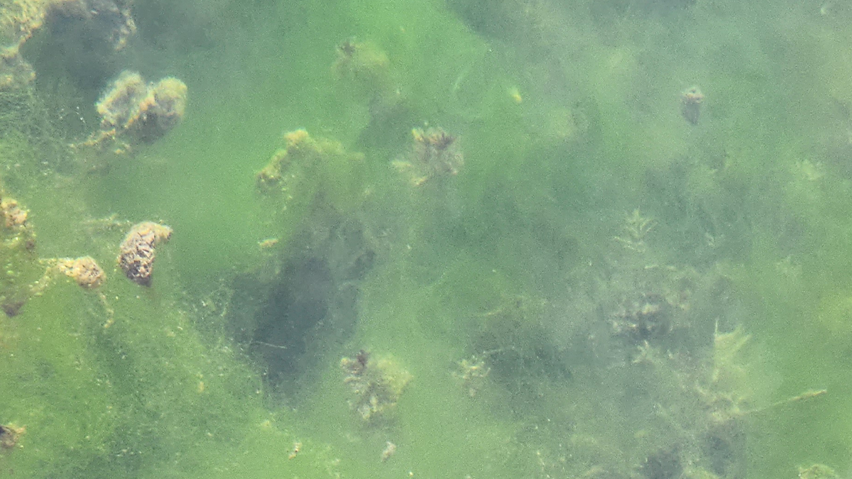 Green algae cloud beneath the water