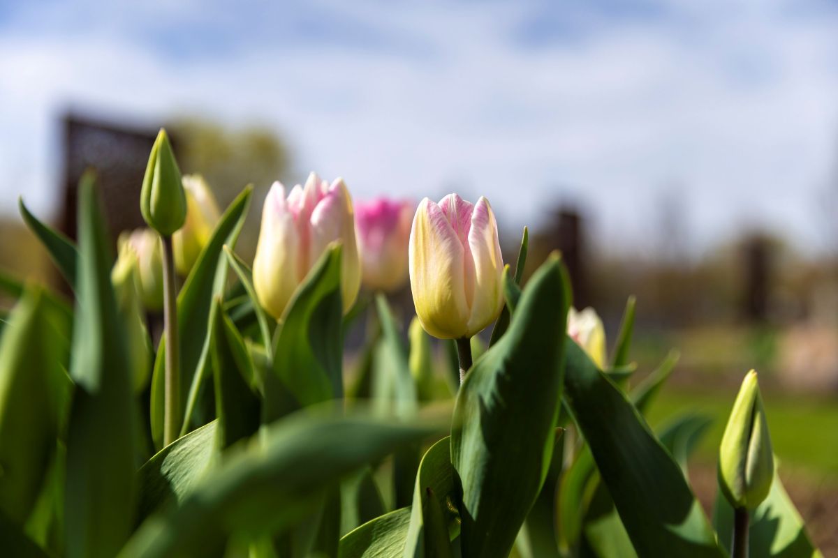 Close-up of pink and yellow tulips.