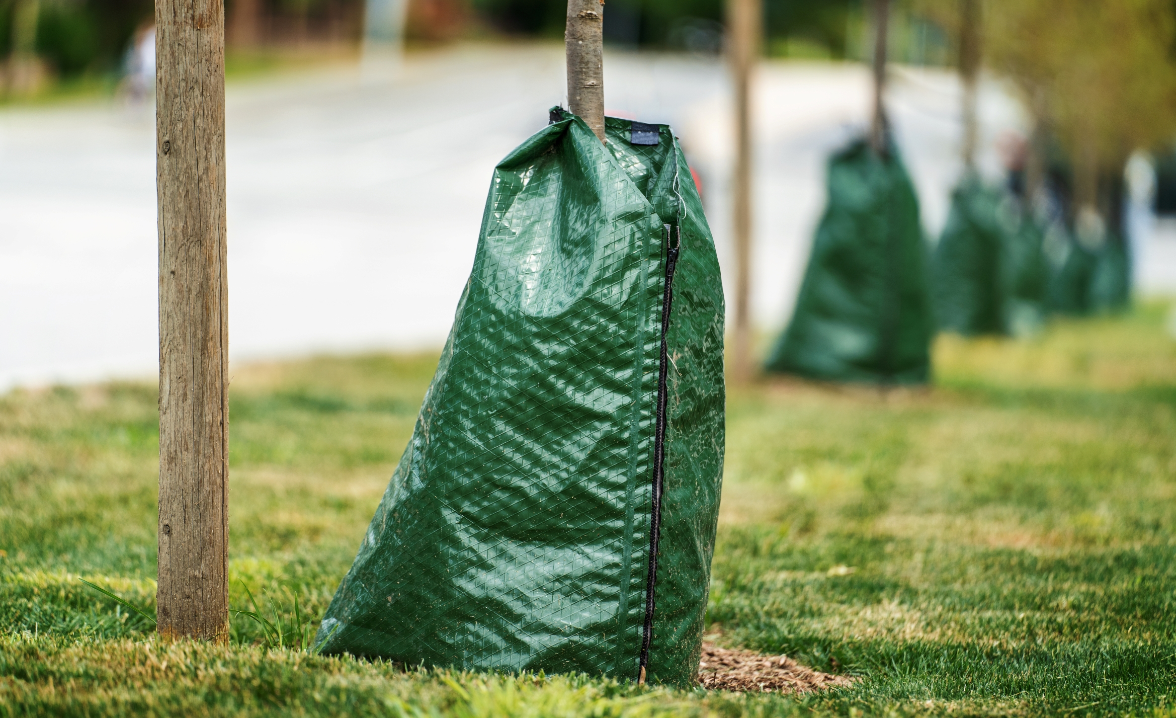 Green tree watering bag placed around the trunk of young trees on a grassy area near a road.