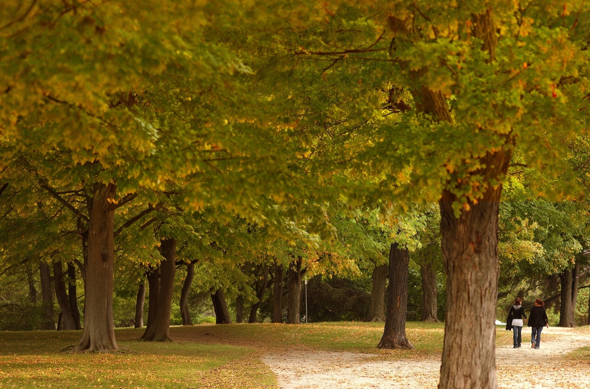 Two people walking on a path among trees with vibrant autumn foliage.