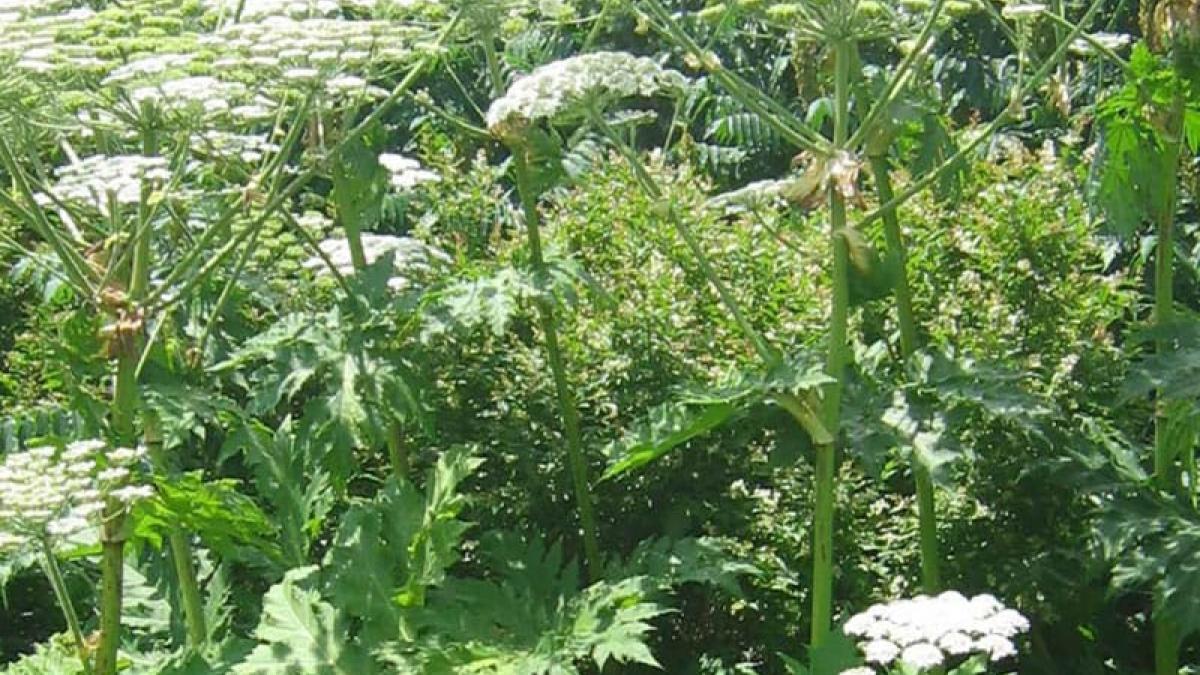 Giant Hogweed
