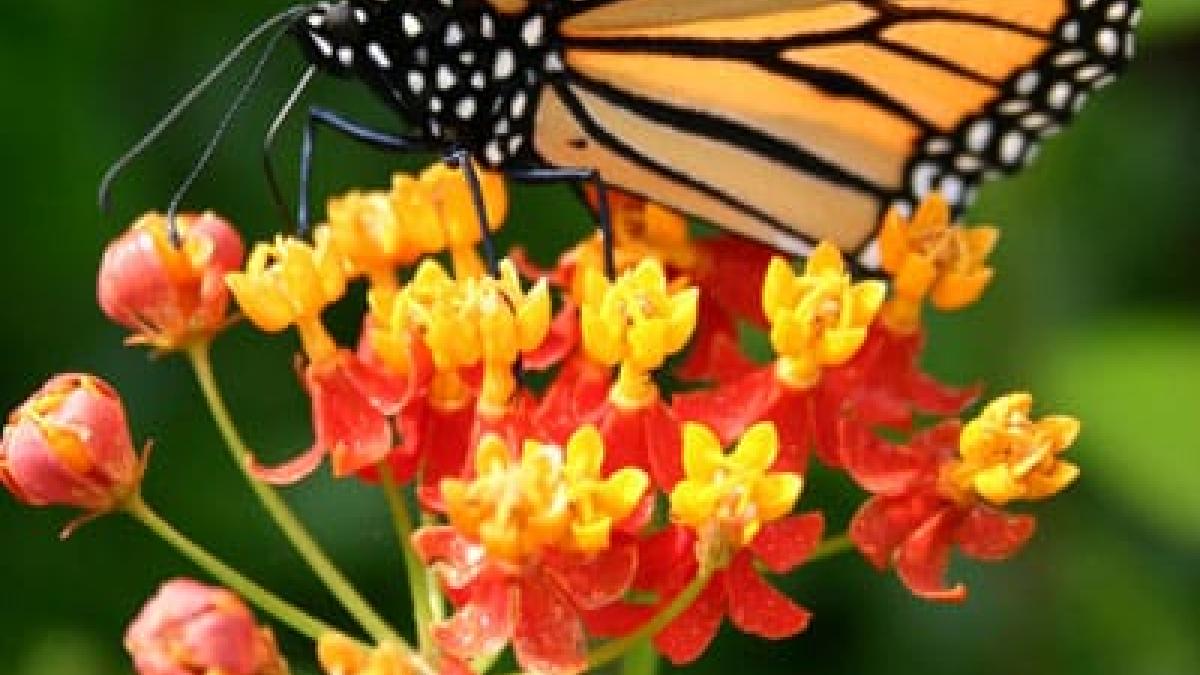 Monarch Butterfly