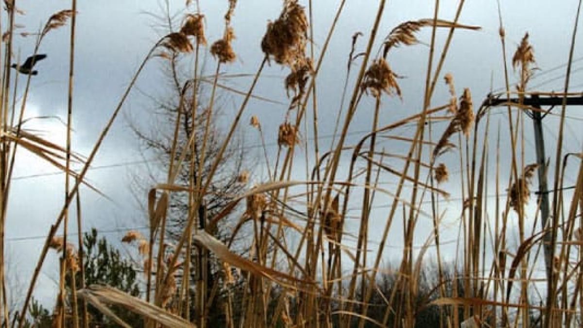 Invasive Phragmites