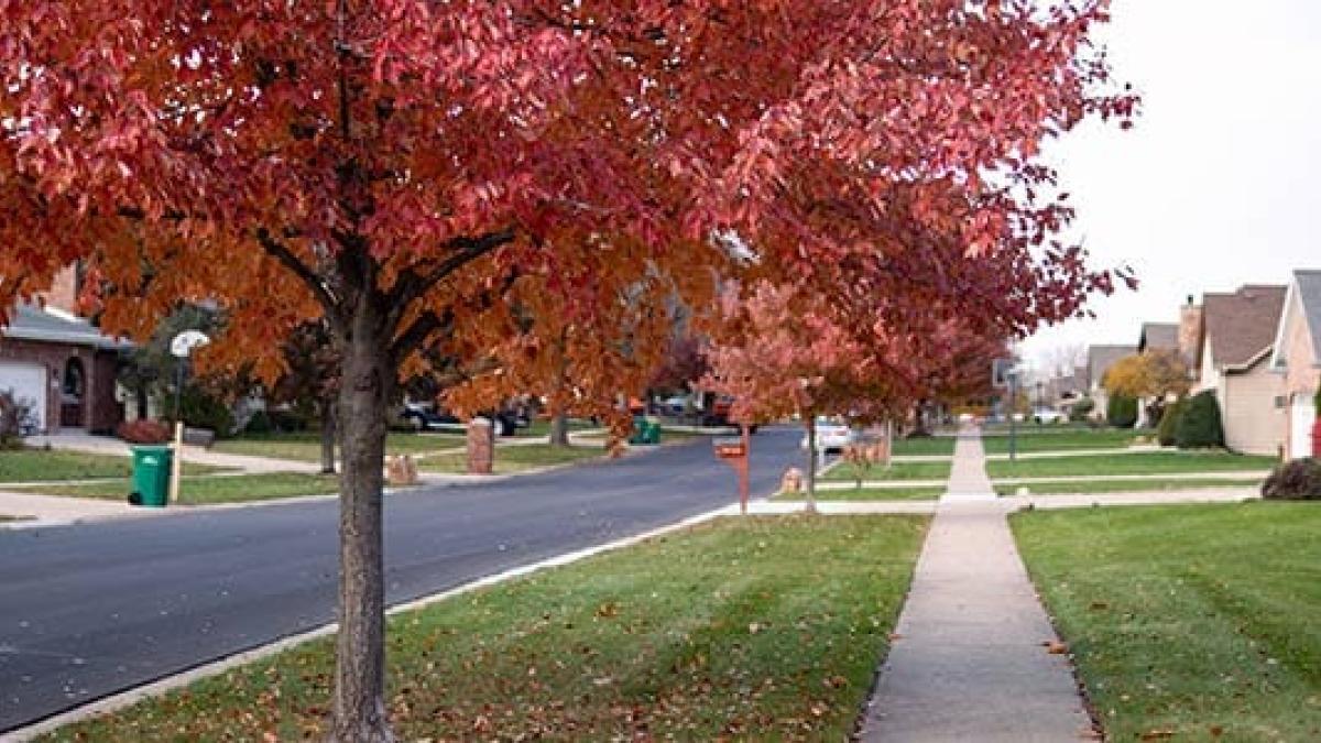 Trees along road and sidewalk