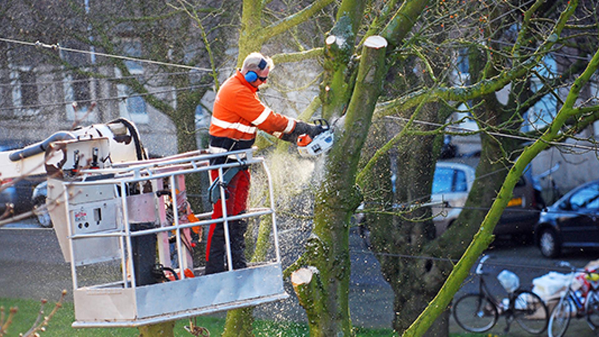 man pruning street tree