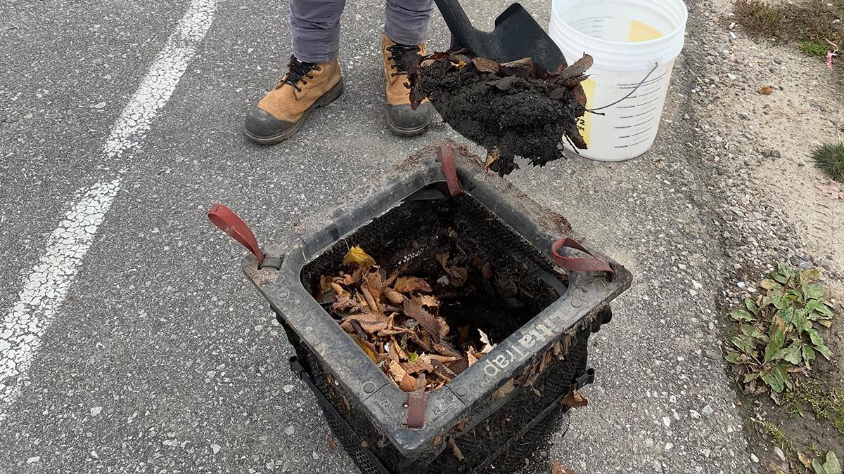 Soil collected from a LittaTrap (summer 2022)