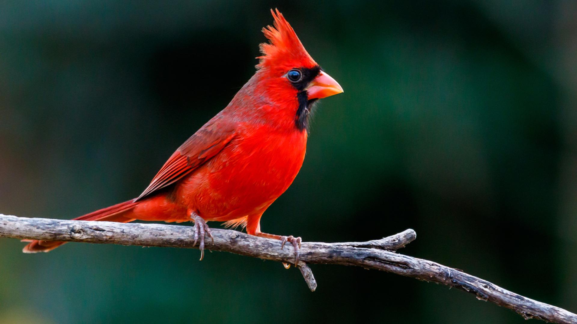A cardinal perched on a tree branch 