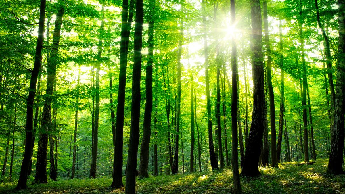 sun shining through trees