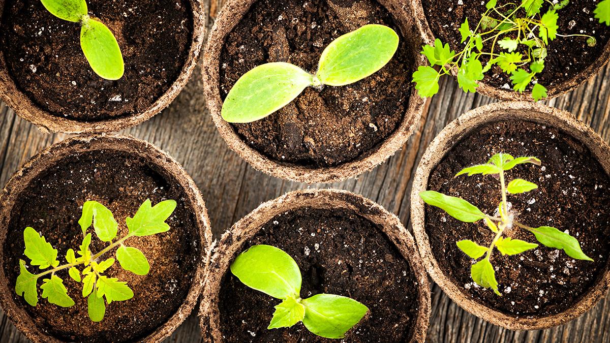 Seedlings in pots
