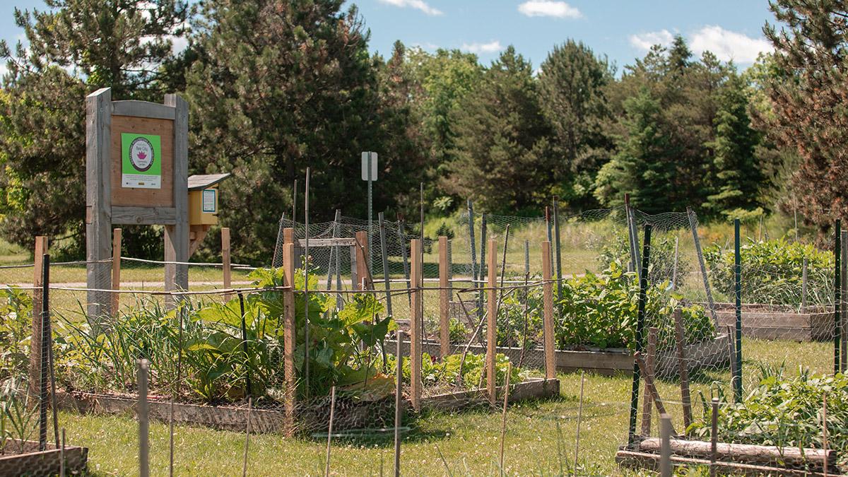 Community garden plots in Barrie park