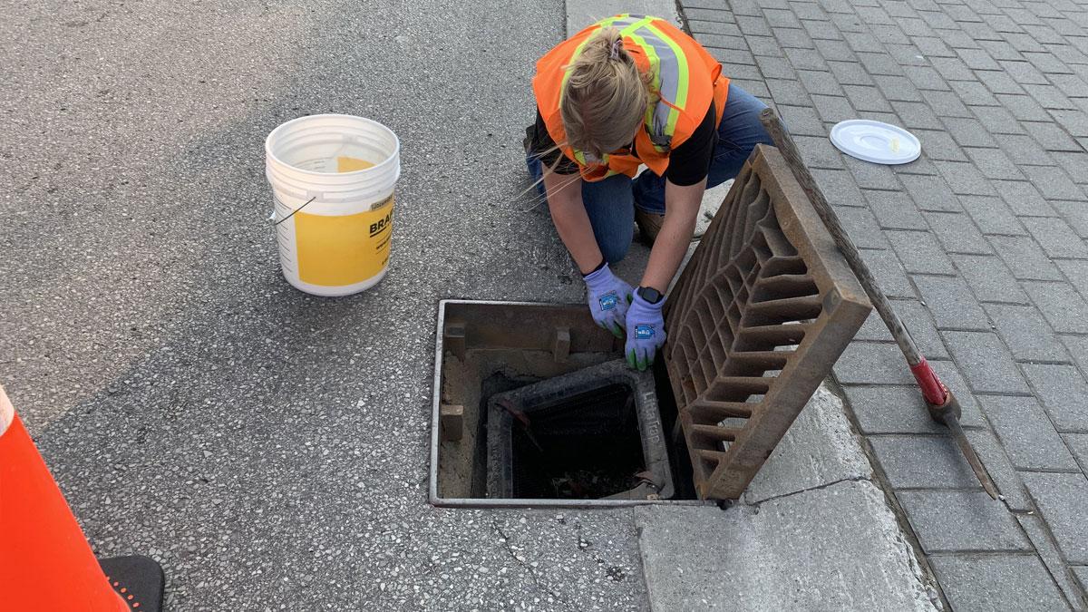 Staff person removing a LittaTrap from the ground