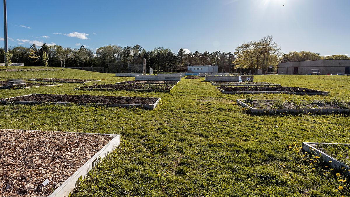 Garden plots in grassy field with sun in background