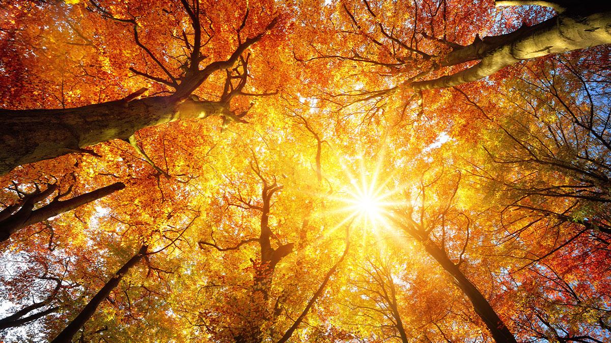 Sun shining through changing leaves on trees