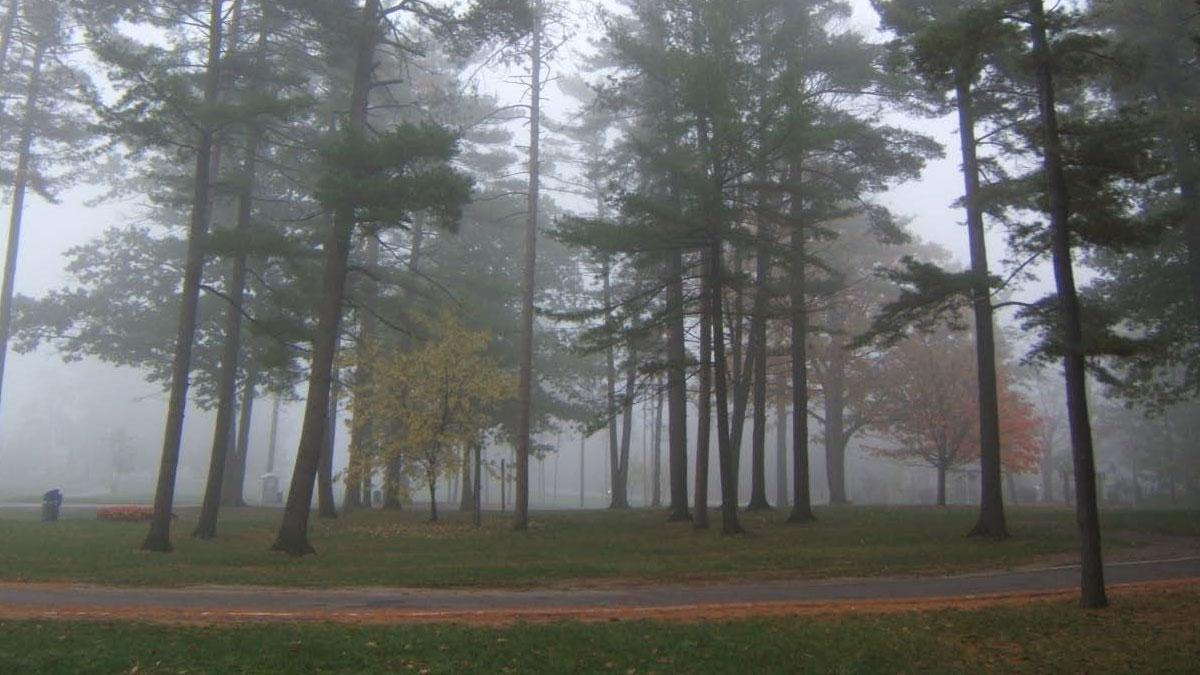 Trees and park pathway on a misty morning 