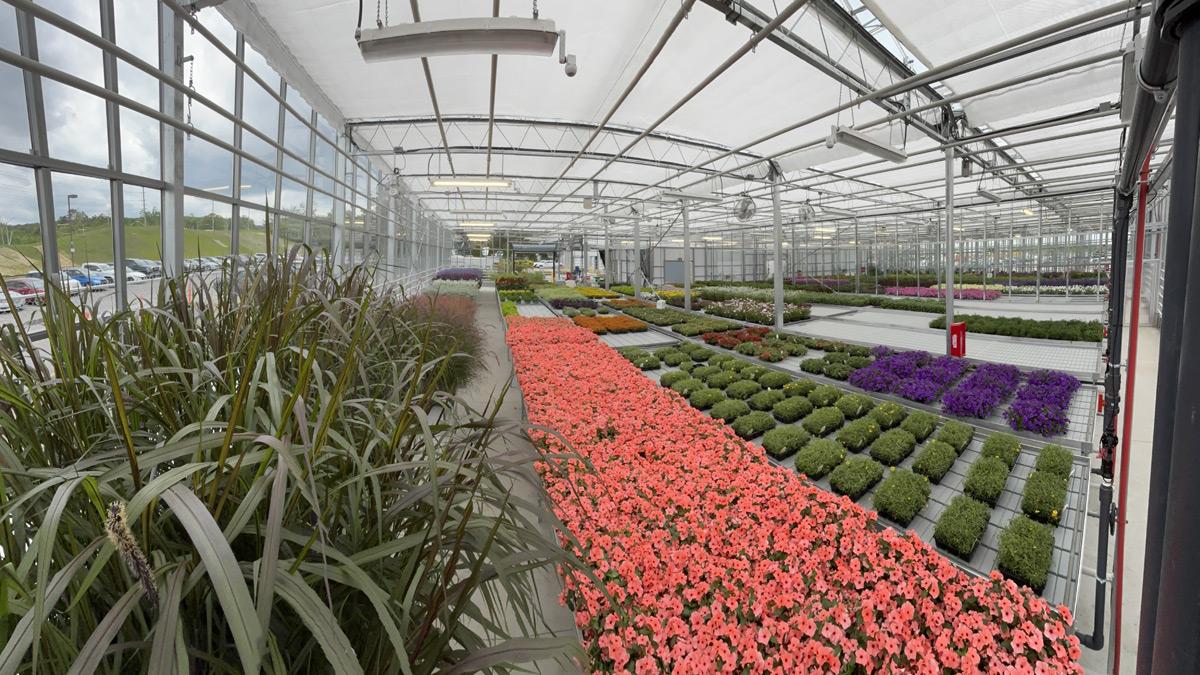Plants growing in the greenhouse