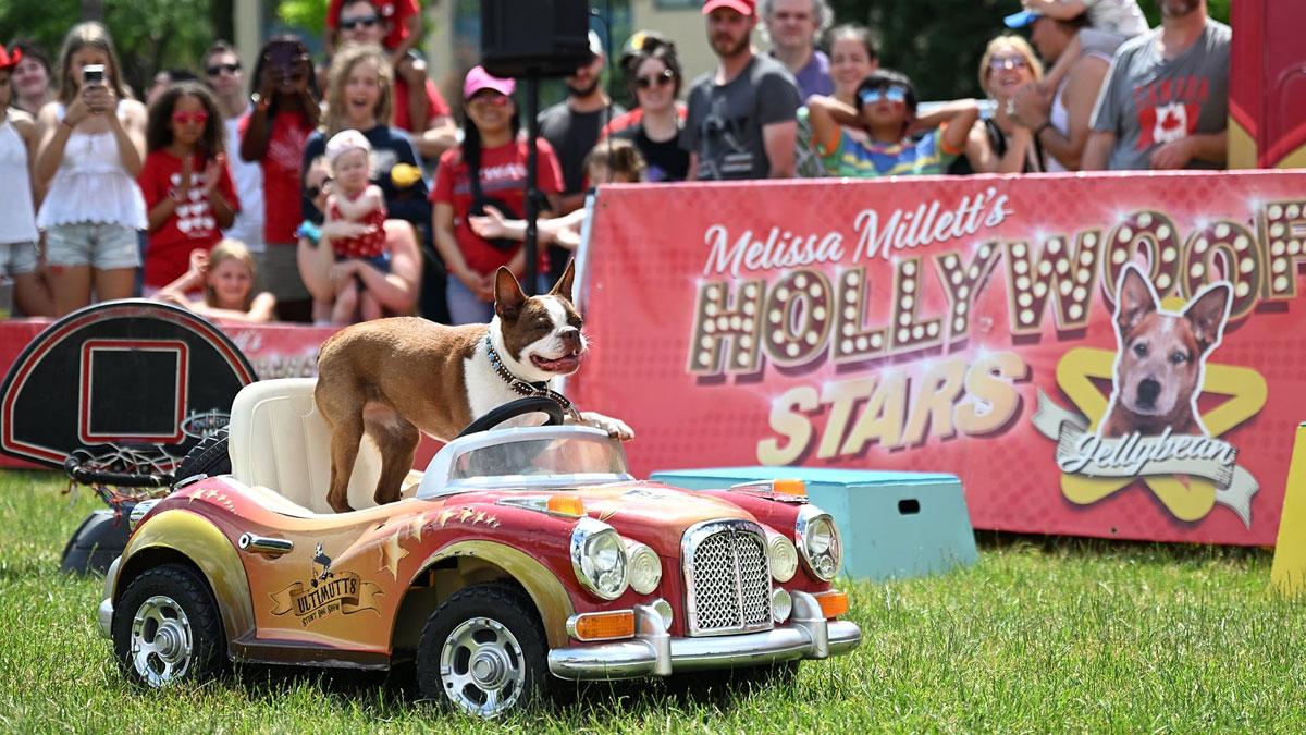 Dog performing in front of a large crowd