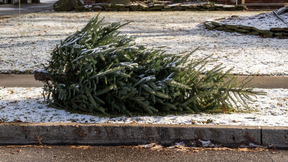 Christmas tree free of decorations placed curbside