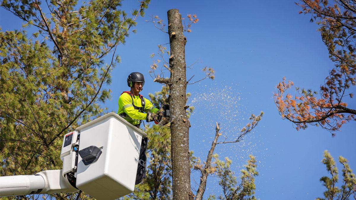Tree being pruned