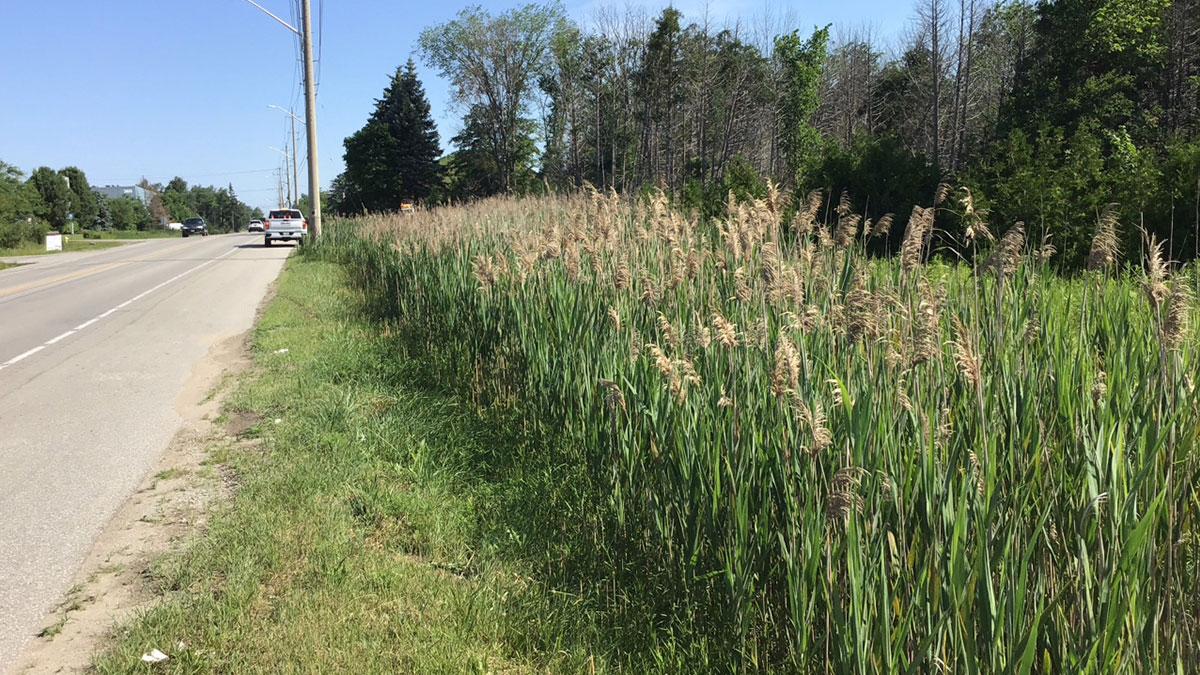 Phragmites in a City ditch