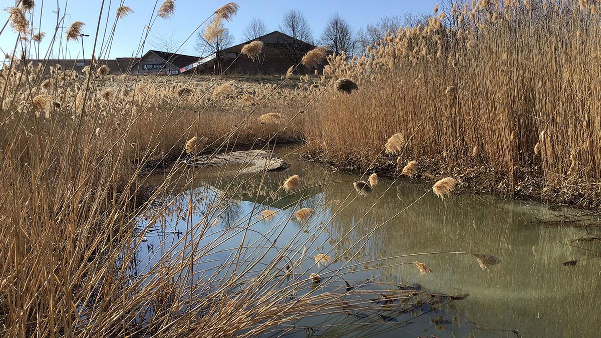 Phragmites in a stormwater management pond