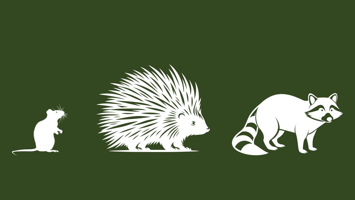Icons of a mouse, porcupine and racoon