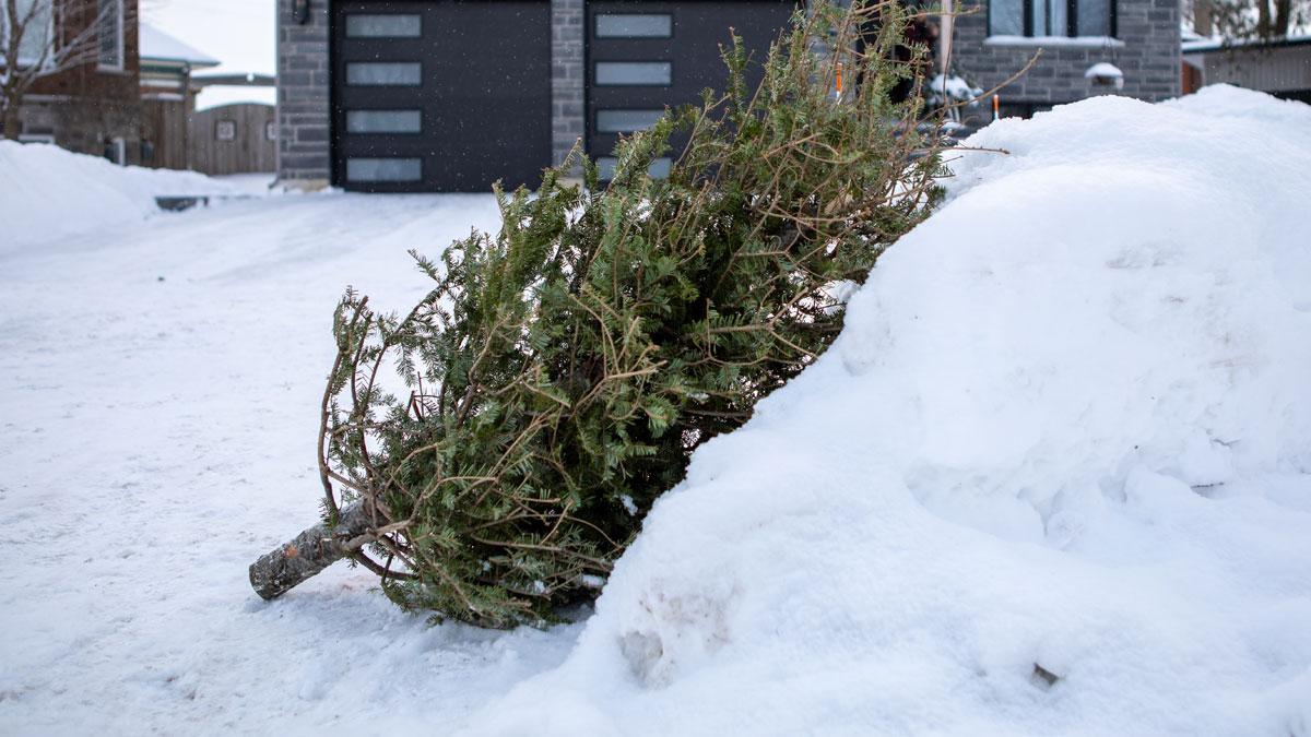 Christmas tree placed curbside. The tree is clearly visible at the end of the driveway, and is free from snow and ice.