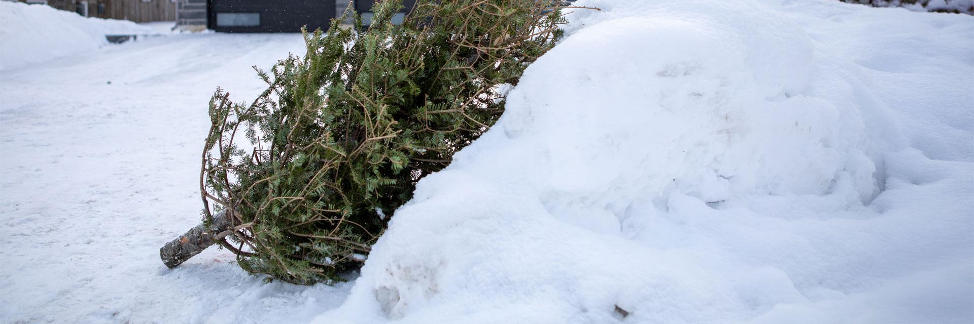 Christmas tree placed curbside. The tree is clearly visible at the end of the driveway, and is free from snow and ice.