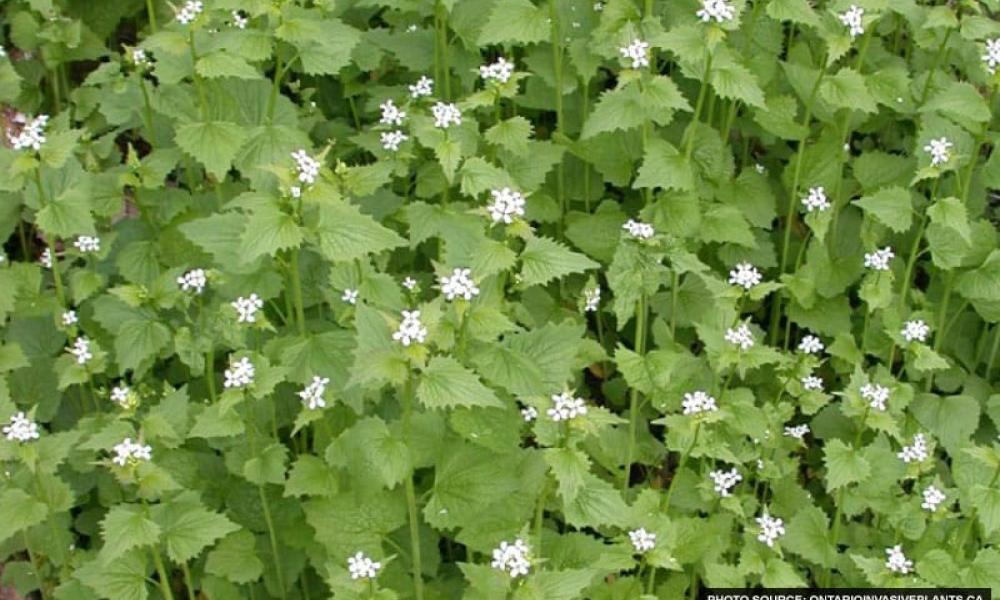 Garlic Mustard