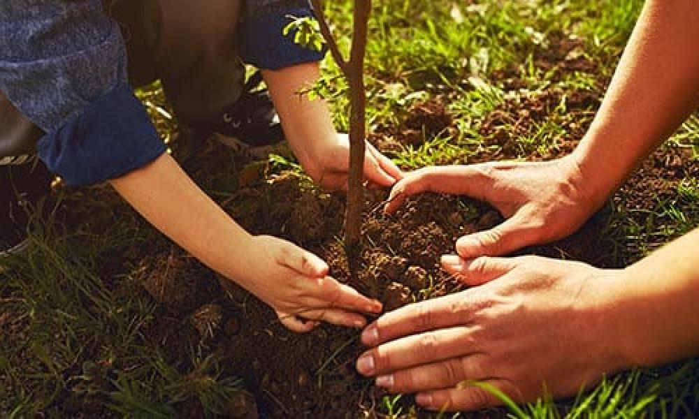 Man and child planting a tree