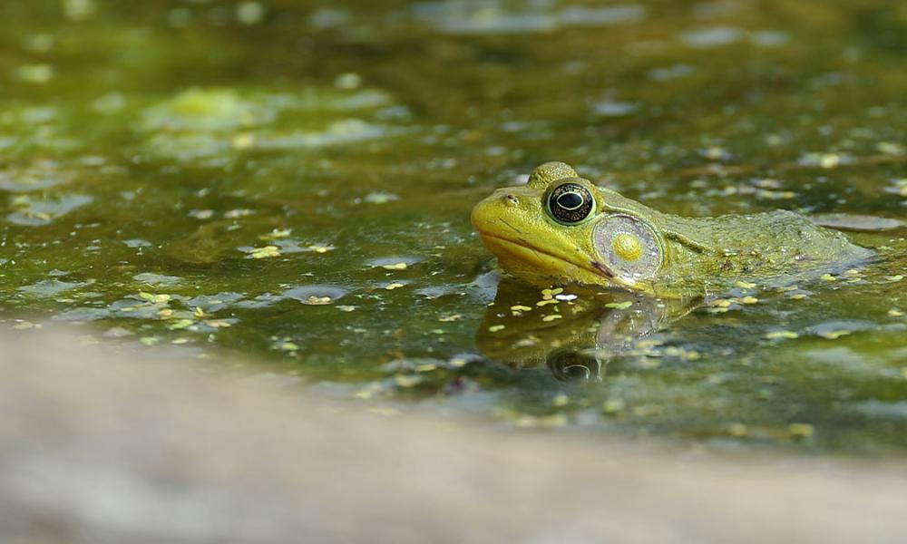 Frog at Bear Creek Eco Park
