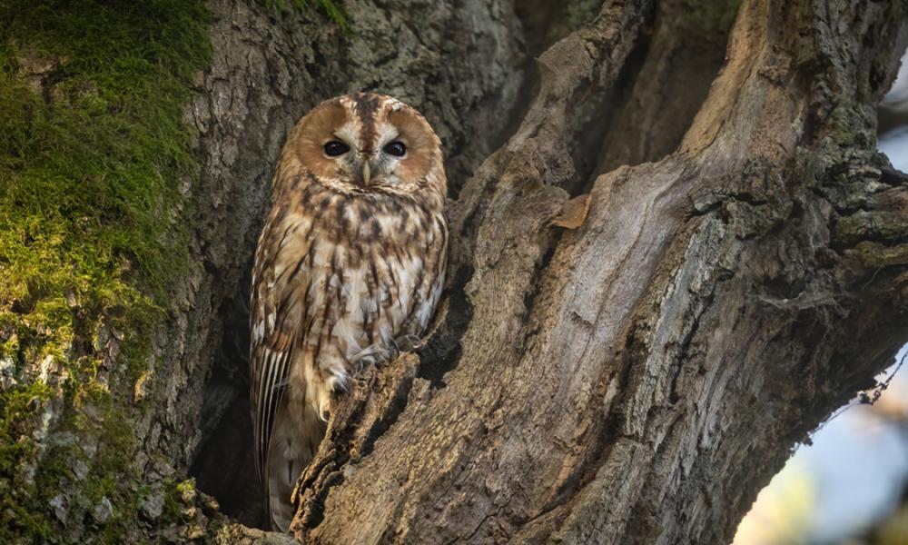 Owl sitting in a tree