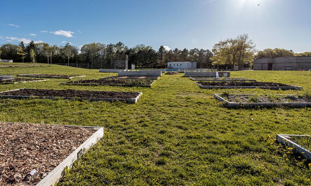 Garden plots in grassy field with sun in background