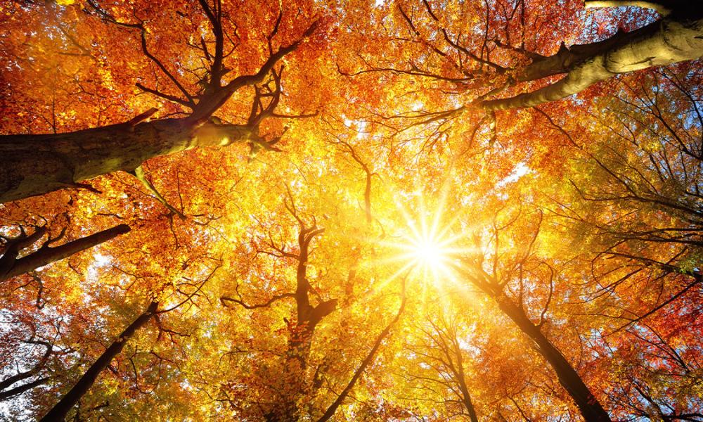 Sun shining through changing leaves on trees