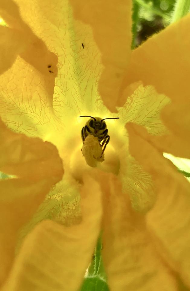 A bee inside a large, bright yellow flower.