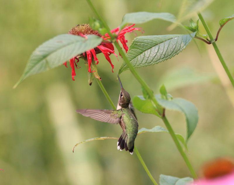 Hummingbird hovering by vibrant red flowers in a lush green environment.
