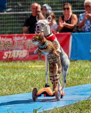 A dog and cat riding a scooter during the Ultimutts Animal Actors Show