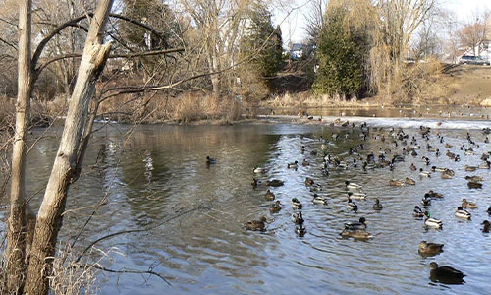 pond with ducks